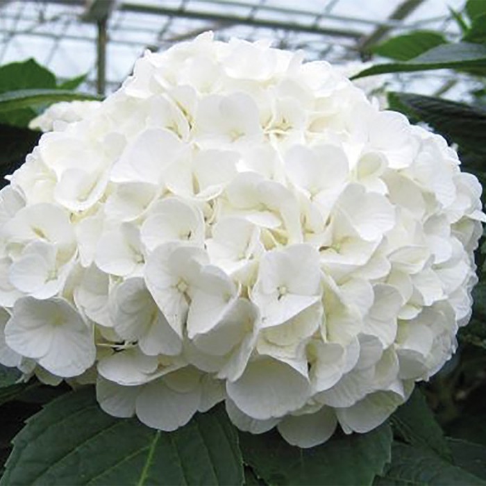 Image of White hydrangea for sale