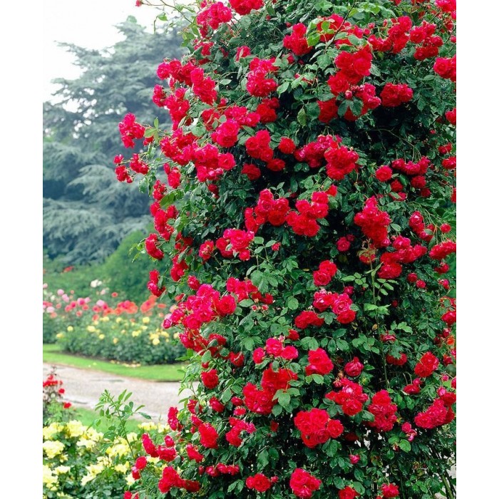 Large 6-7ft Climbing Rose Paul's Scarlet