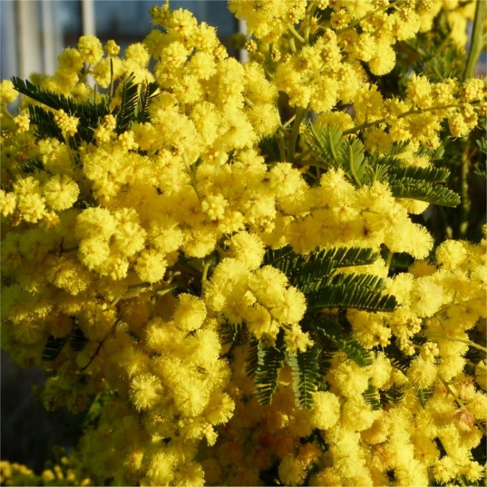 Plant In A Box- Acacia Dealbata Mimosa - Set De 6 Plantes De Mimosa - Pot 9cm - Hauteur 25-40cm - Plantes De Jardin - Persistantes