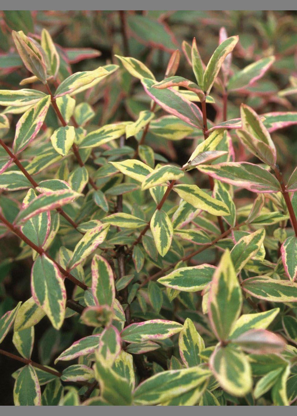 Hypericum Tri-color - St Johns Wort