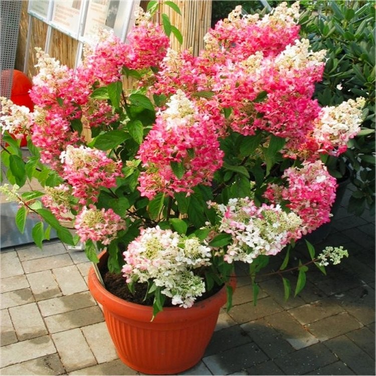 Image of Hydrangea diamond rouge in pot