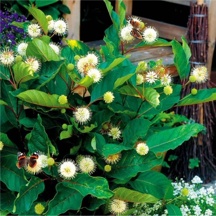 Cephalanthus occidentalis - Button Bush