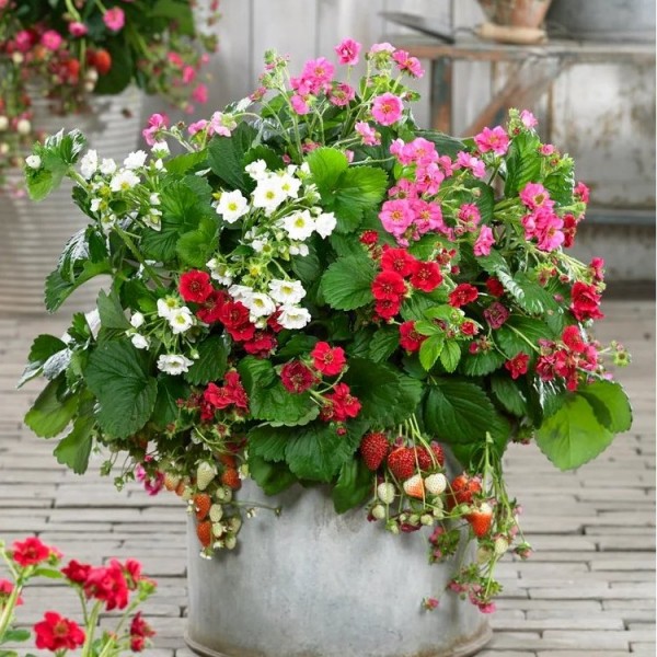 Strawberry Plants Buy strawberry plants online