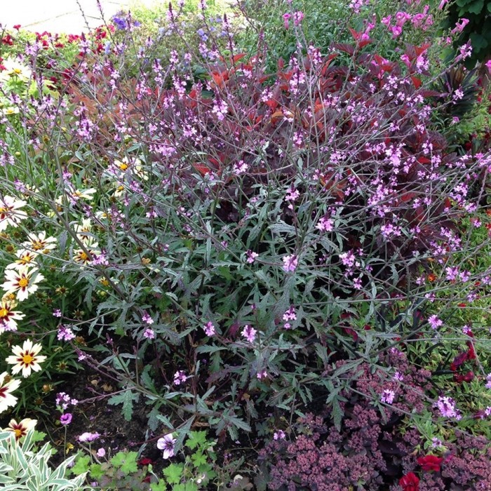 Verbena officinalis var. grandiflora 'Bampton'