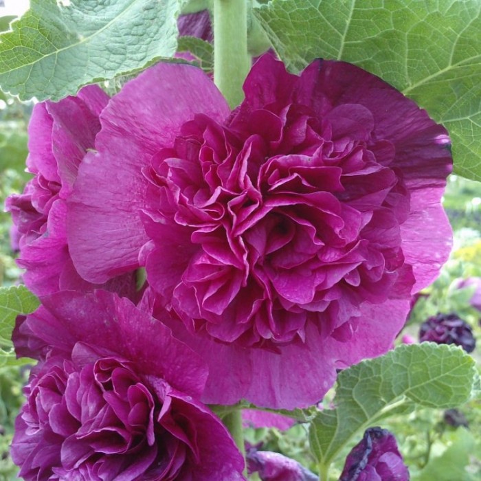 25 Double Purple Hollyhock Seeds – Perennial Flower Seeds, Fresh From Toadstool Seeds (US Seller)