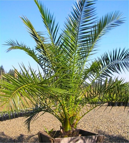XXL Giant Phoenix canariensis Canary Island Date Palm LARGE circa 5