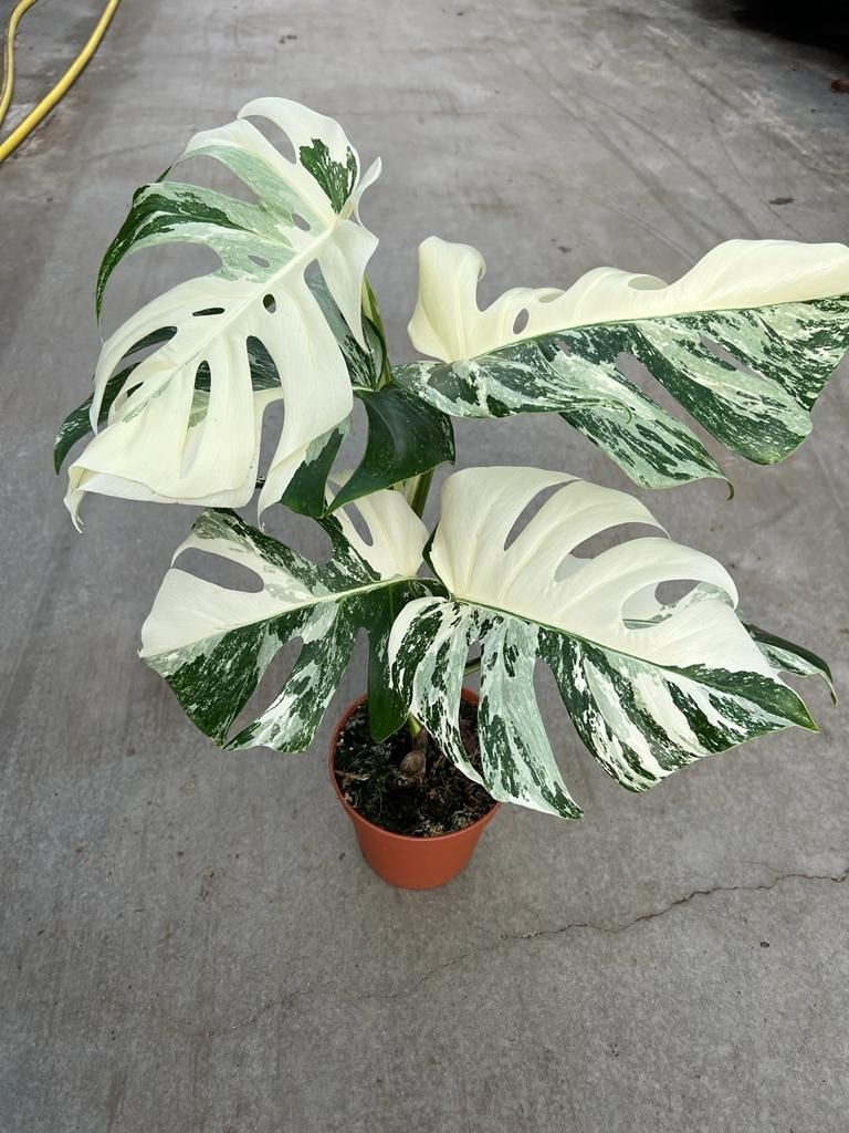 Monstera deliciosa albo variegata Variegated Swiss Cheese Plant