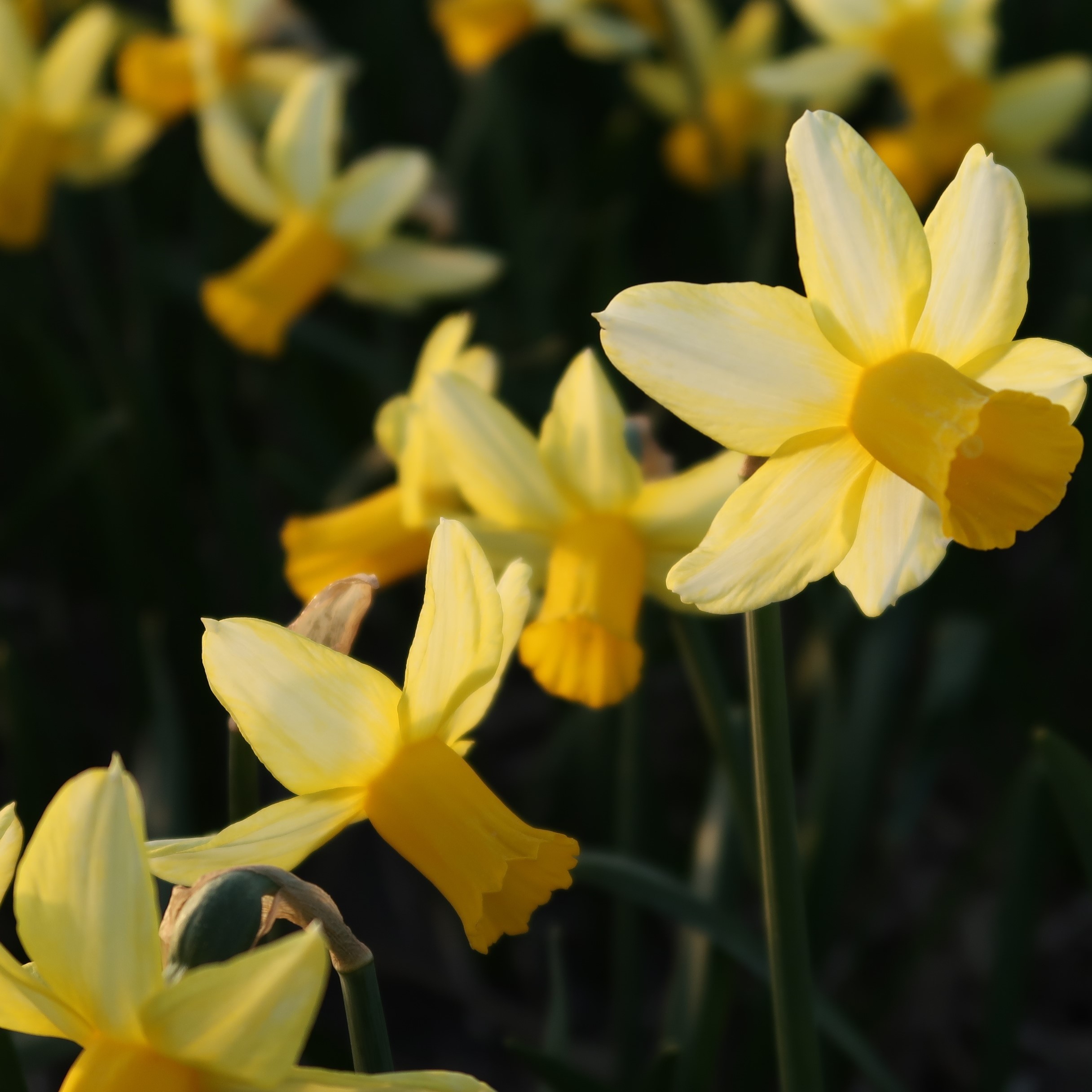 Narcissus Mother Duck Pack of 5 Daffodil bulbs