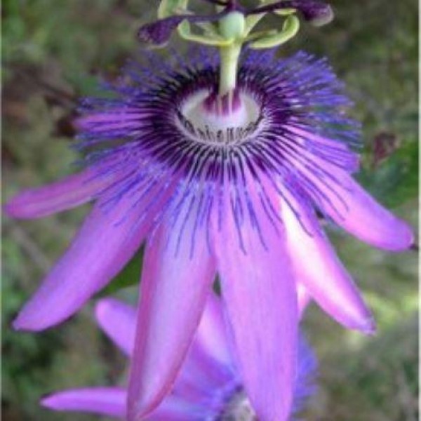 Passion Flowers and Passiflora Gardening Express