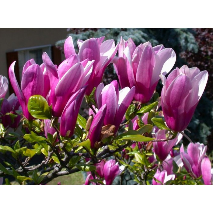Magnolia Susan Large Plant