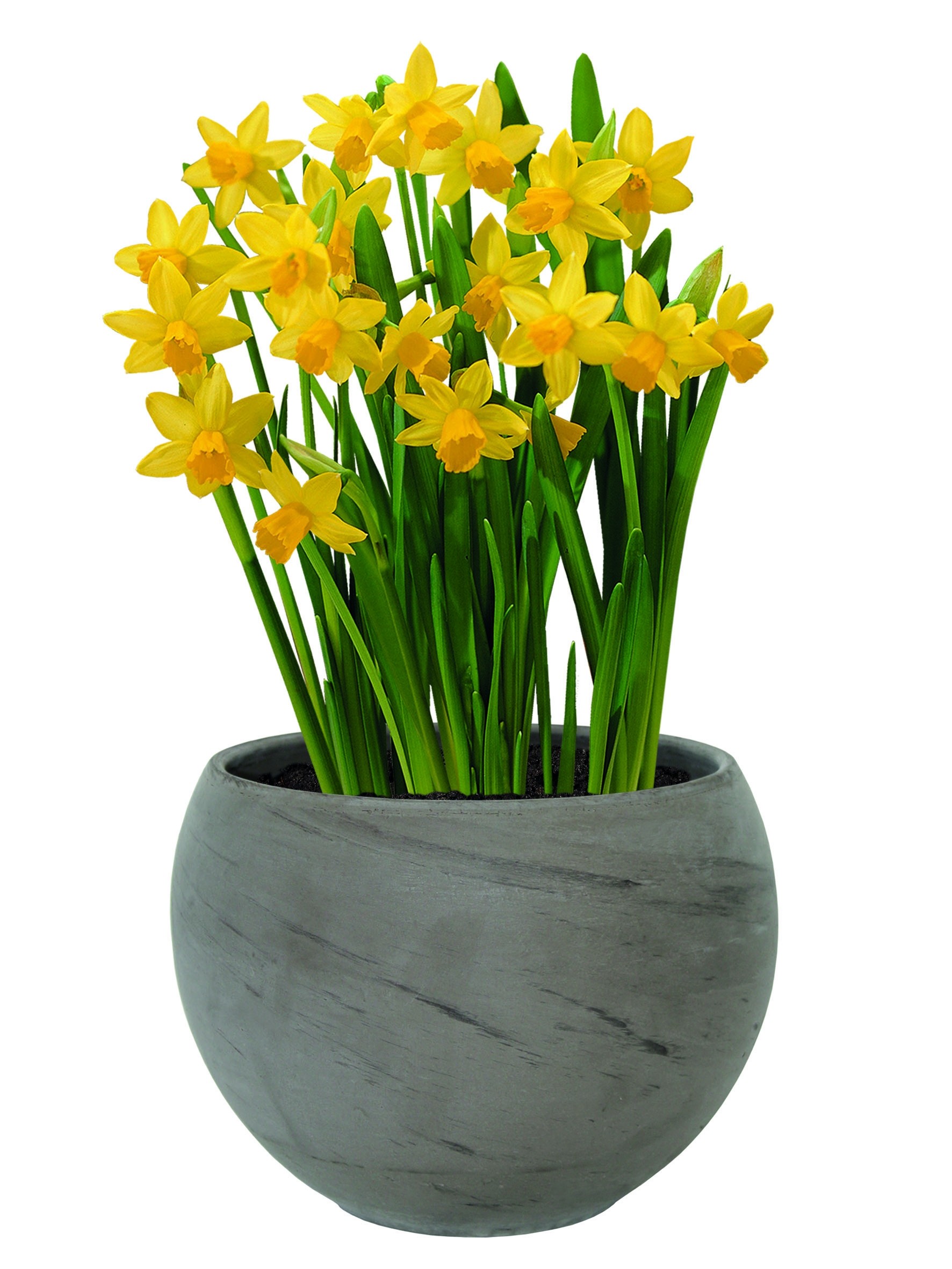 Dwarf Daffodil Indoor Ceramic Grow Set