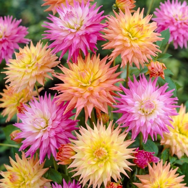 Hybrid Dahlia Red Pigmy Flower Cactus Dahlia Stok Fotoğraflar & Alman Kültürü‘ni