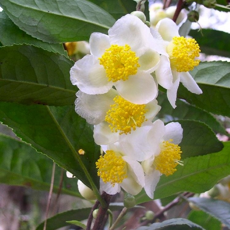 Camellia sinensis Tea Bush Grow your Own Cuppa!