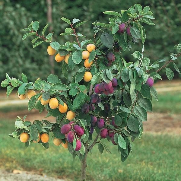 Plum Tree Duo Tree Black Amber and Golden Japan Large Established