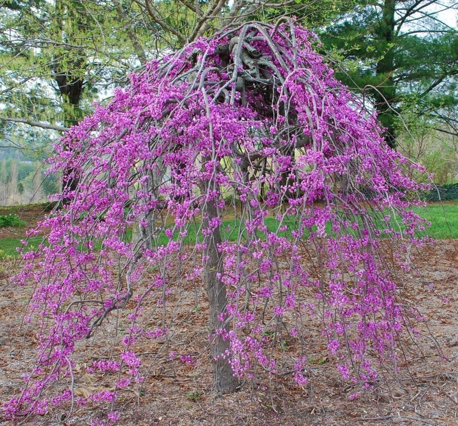 Cercis canadensis Ruby Falls - Weeping Redbud Judus Tree - 175-200cm
