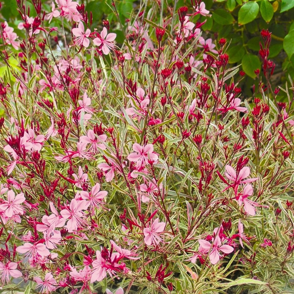 Gaura Passionate Rainbow