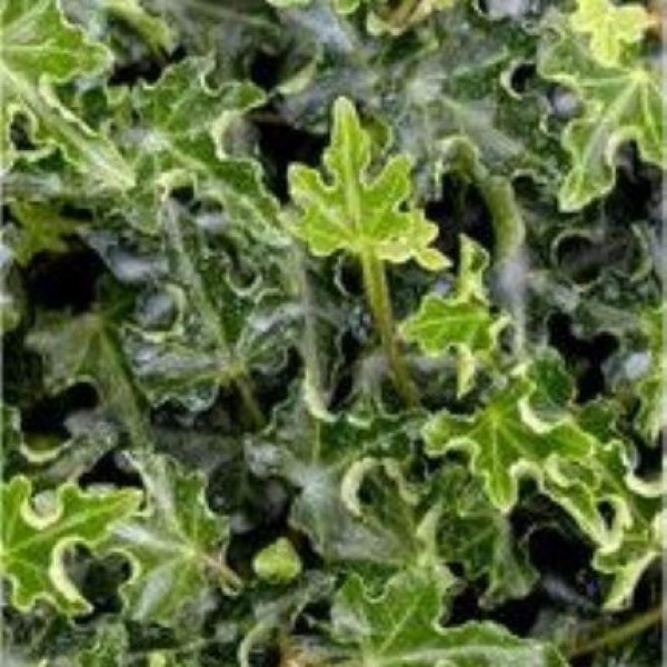 Ivy plants for sale UK Buy climbing ivy plants
