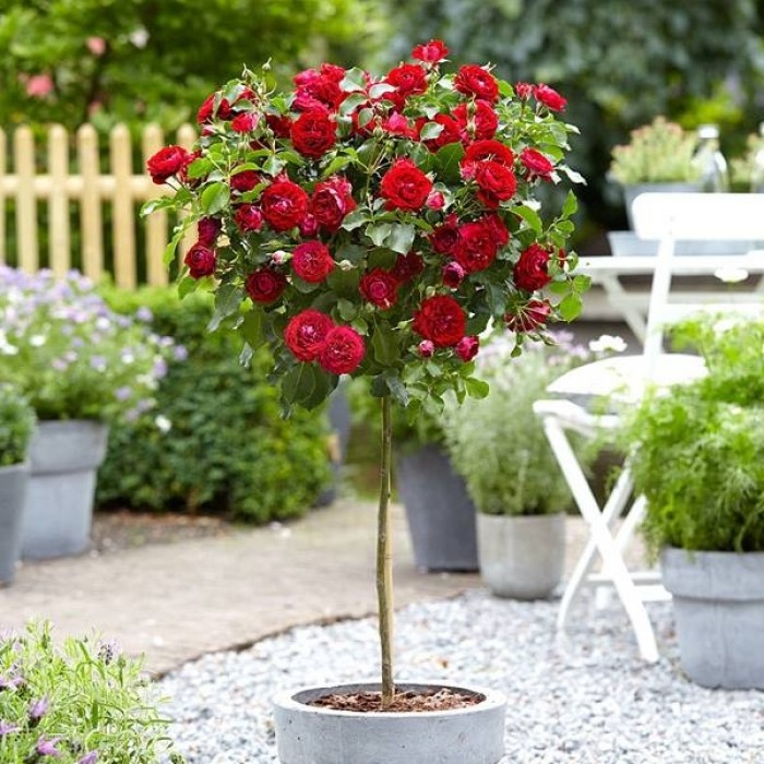 Large Standard Rose Tree 'Dallas' circa 150cms tall