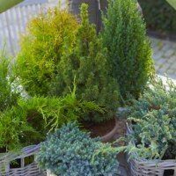 Conifers for sale UK Buy conifer plants UK