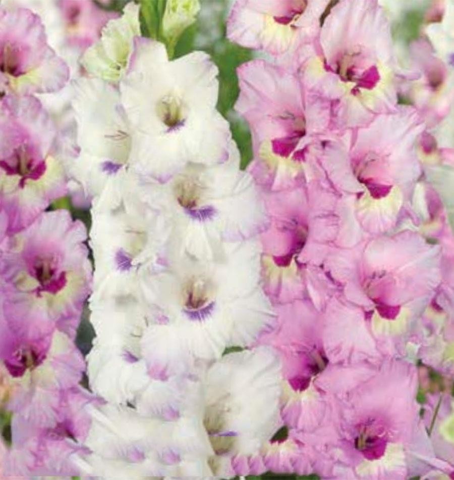 Gladiolus Sweet Cocktail Pack of 25 Gladioli Corms