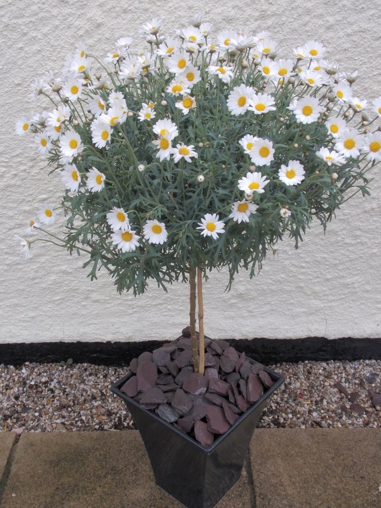 PAIR of Marguerite Giant Daisy Trees with Flared Planters Perfect for