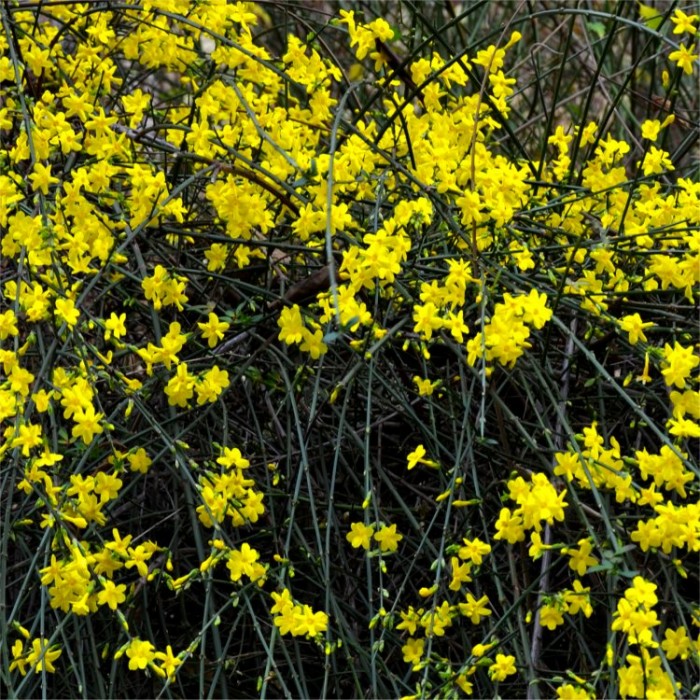 Jasminum nudiflorum Winter Jasmin Bright Yellow Flowering Winter