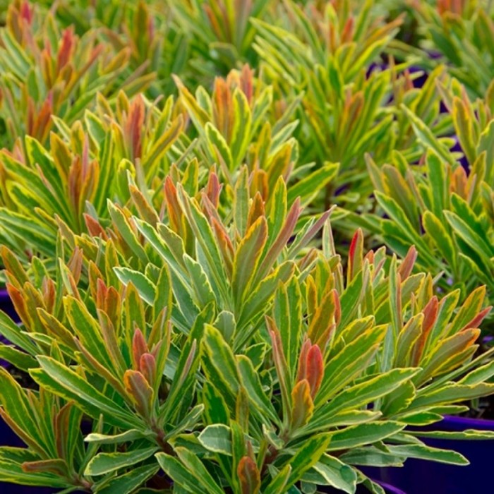 Euphorbia Ascot Rainbow Care