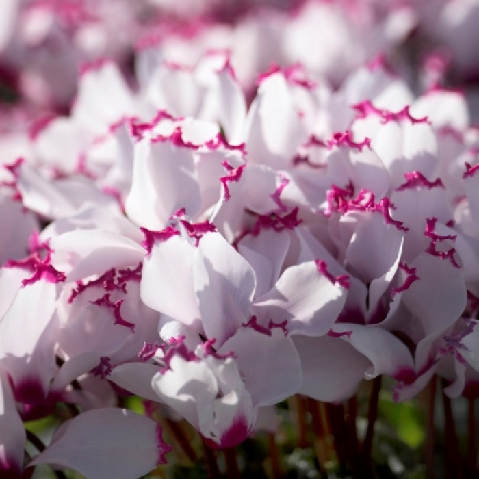 LARGE Cyclamen Victoria Plant In Bud & Bloom