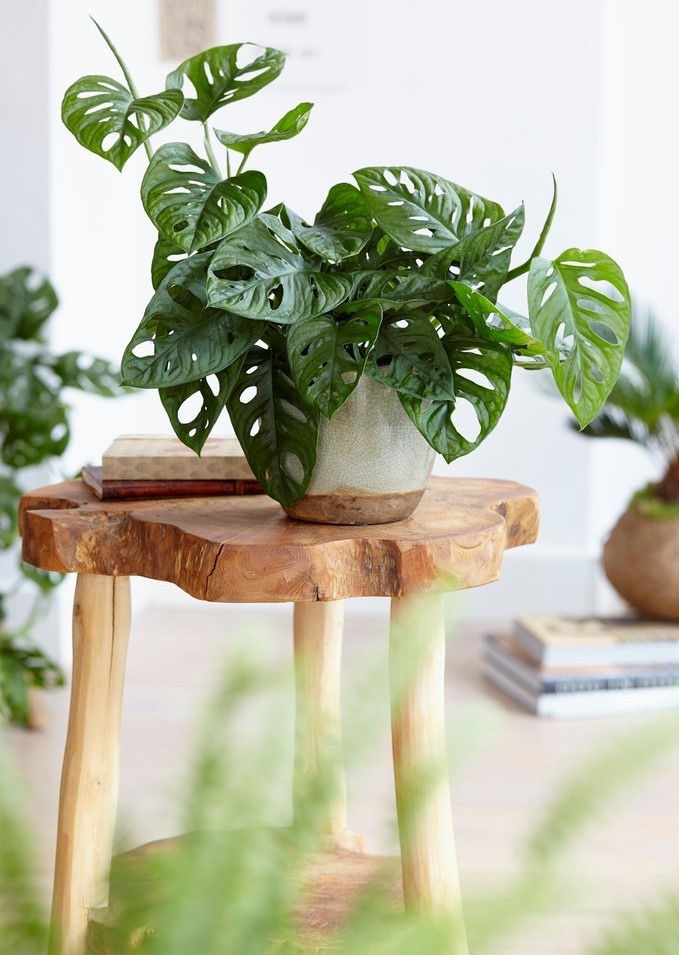 Monstera andersonii Monkey Mask Swiss Cheese Plant