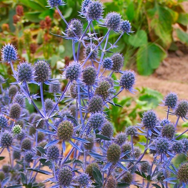Eryngium planum Blue Hobbit Eryingium Blue Sea Holly