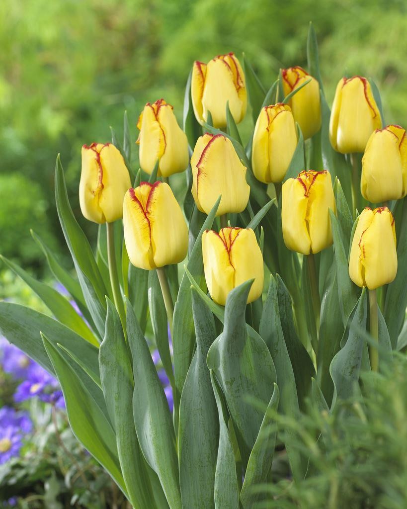 Tulipa Cape Town Two Tone Tulips