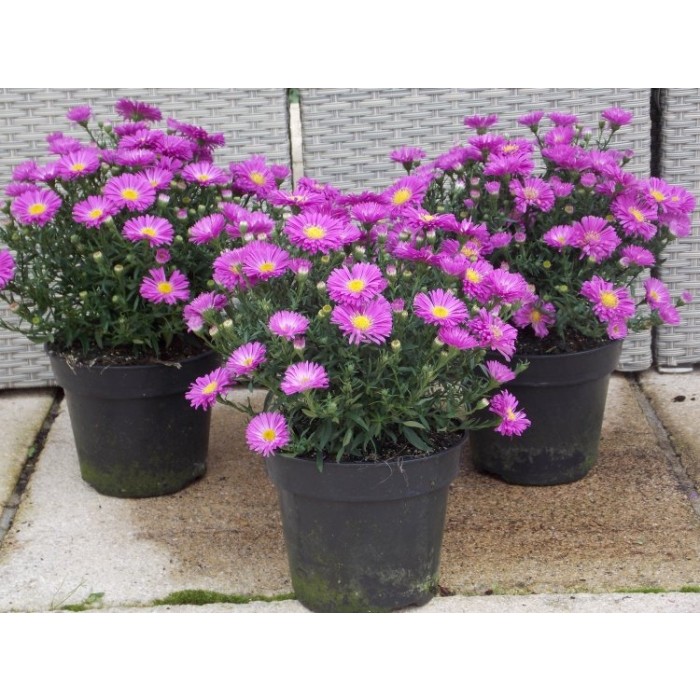 Michaelmas Daisy Aster Rubin PINK TOPAZ Flowering Aster Plants