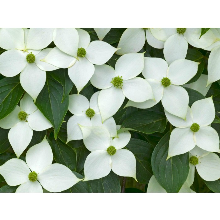 Cornus Kousa Milky Way Dogwood