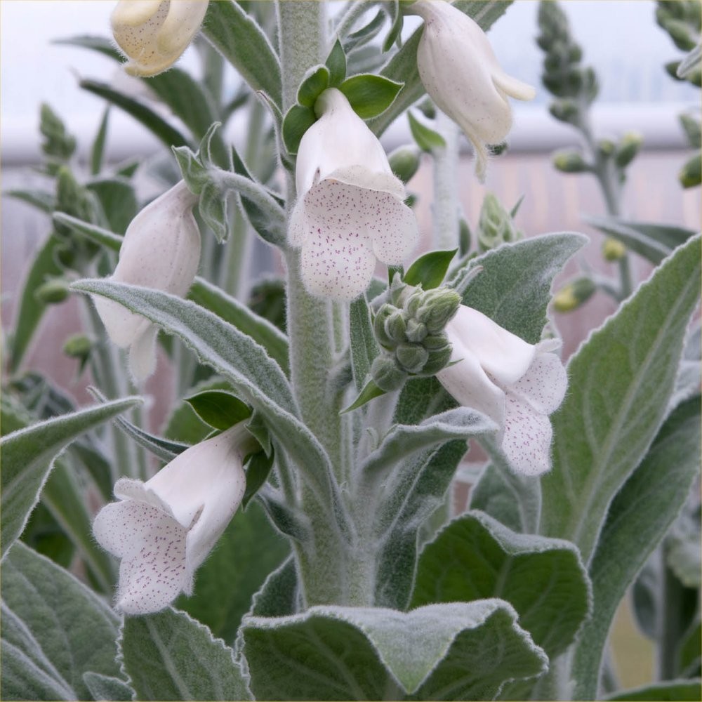 Digitalis Ice Queen Silver Fox Felted Foxglove