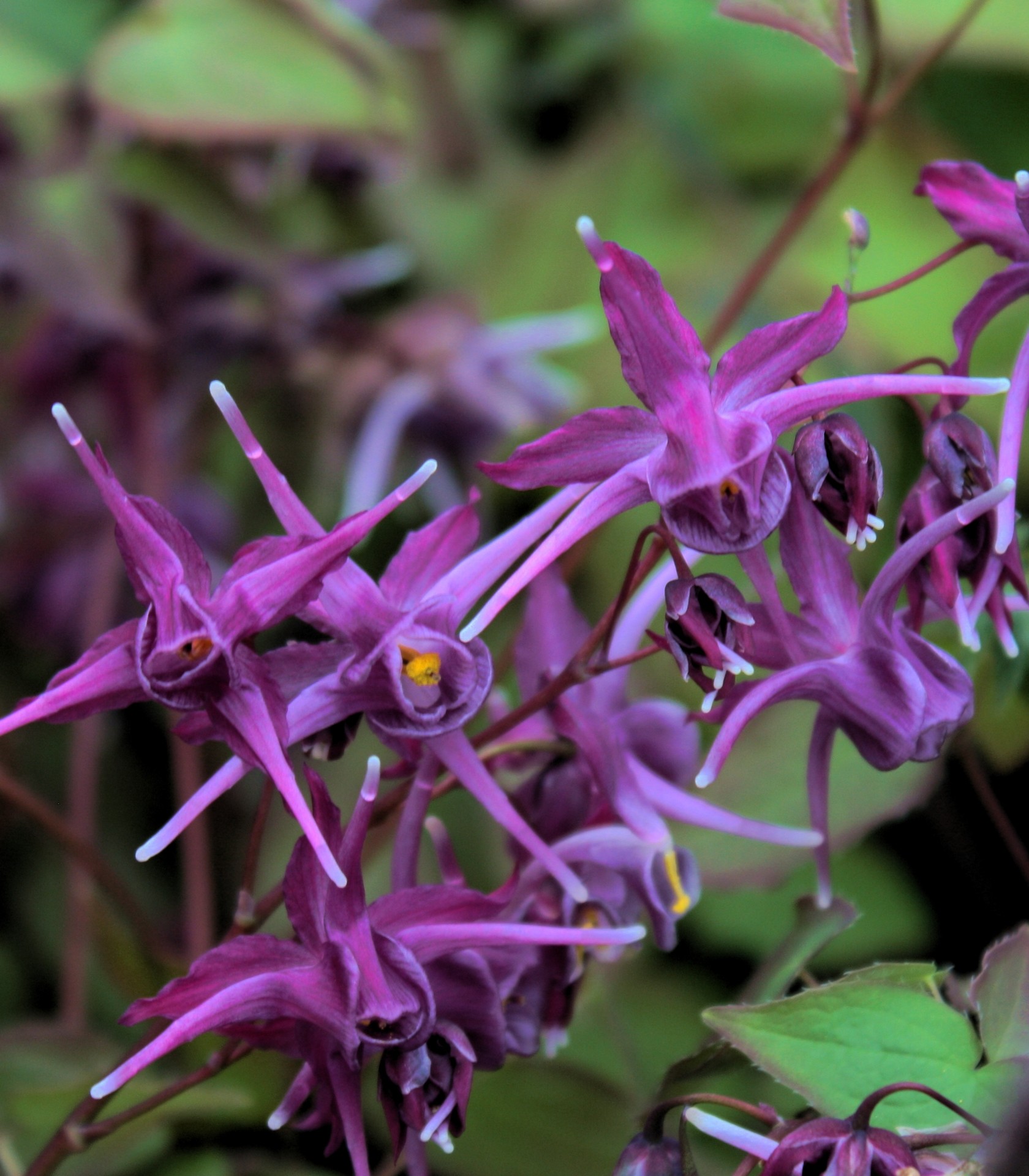 Epimedium grandiflorum Purple Prince