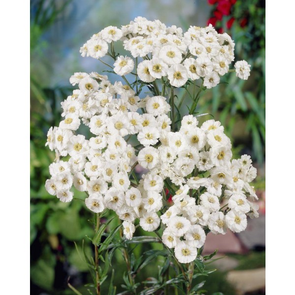 Achillea plants for sale Buy Achillea Yarrow plants UK