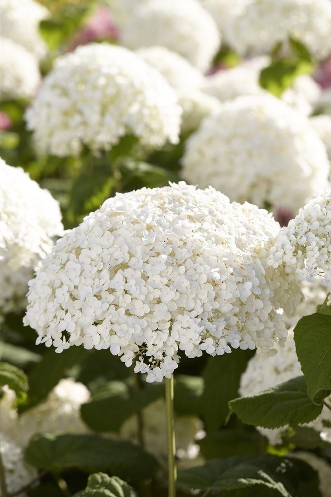 hydrangea-arborescens-incrediball-strong-annabelle-giant-football
