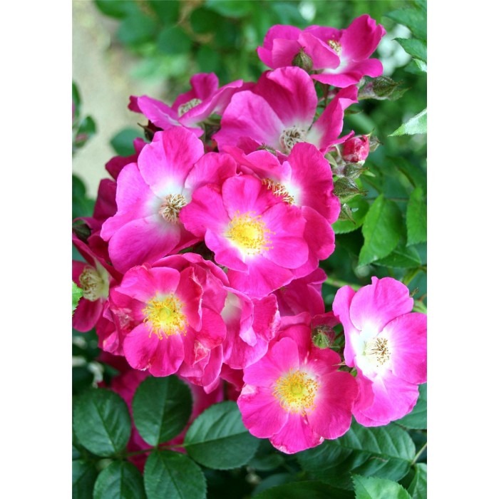 Rose American Pillar Climbing Rose