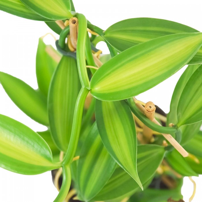 VARIEGATED Vanilla Orchid Plant Vanilla planifolia Madagascar