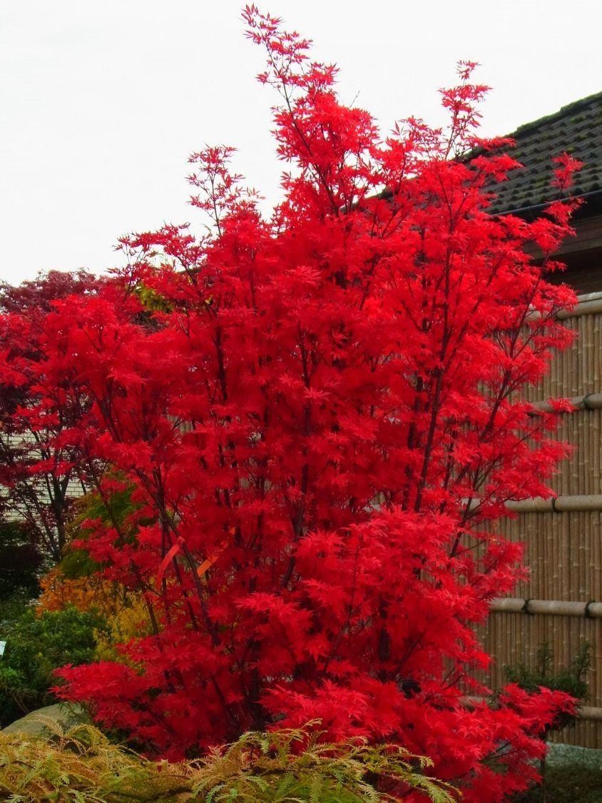 Acer palmatum Skeeters Broom Japanese Maple