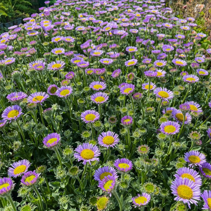Erigeron Sea Breeze Mauve erigeron-sea-breeze-mauve