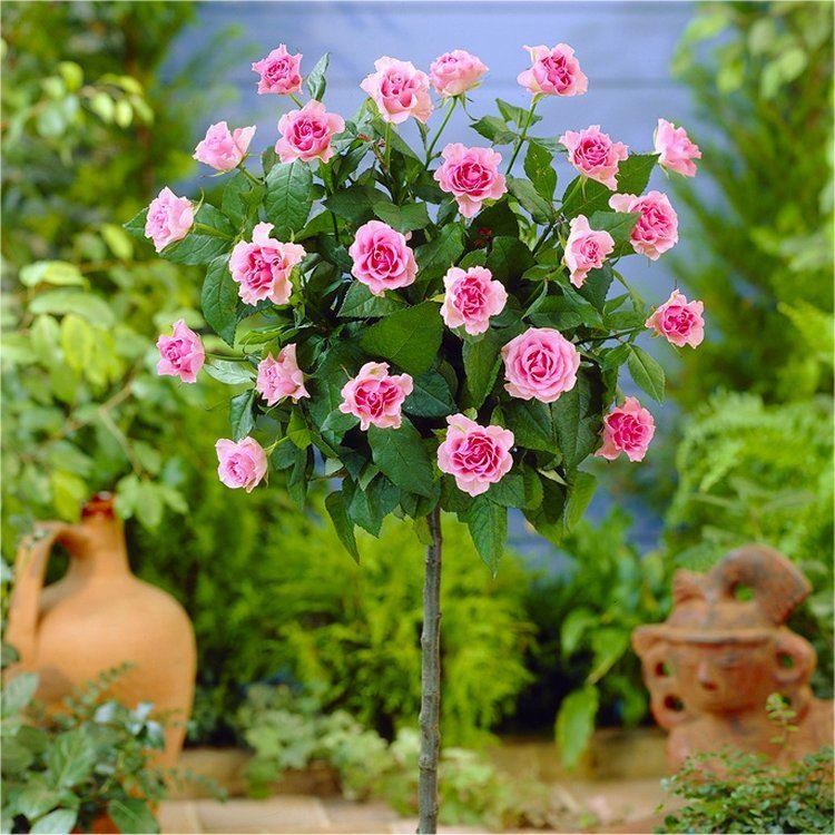 Pair of Mini Standard PINK Patio Rose Trees