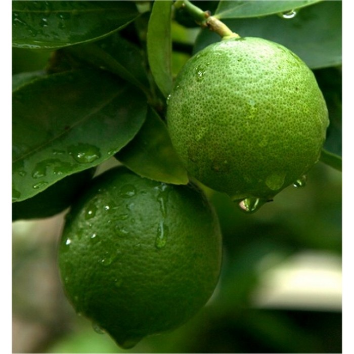Patio Citrus Tree Collection Orange, Lemon & Lime Tree + Free Citrus Feed