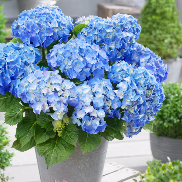 Hydrangea shrubs for sale UK Buy Hydrangea plants online UK