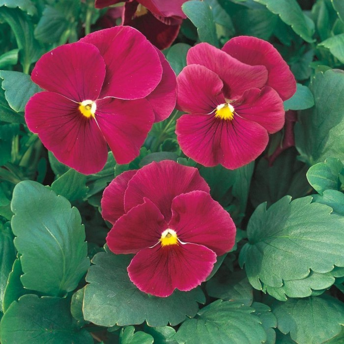 Pansy RED Pack of SIX Plants