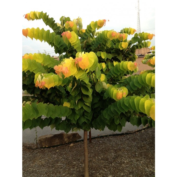 Cercis canadensis The Rising Sun North American Redbud Tree