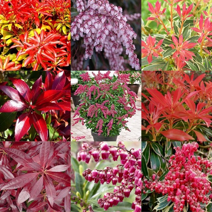 Pieris Collection FOUR Different Evergreen Plants