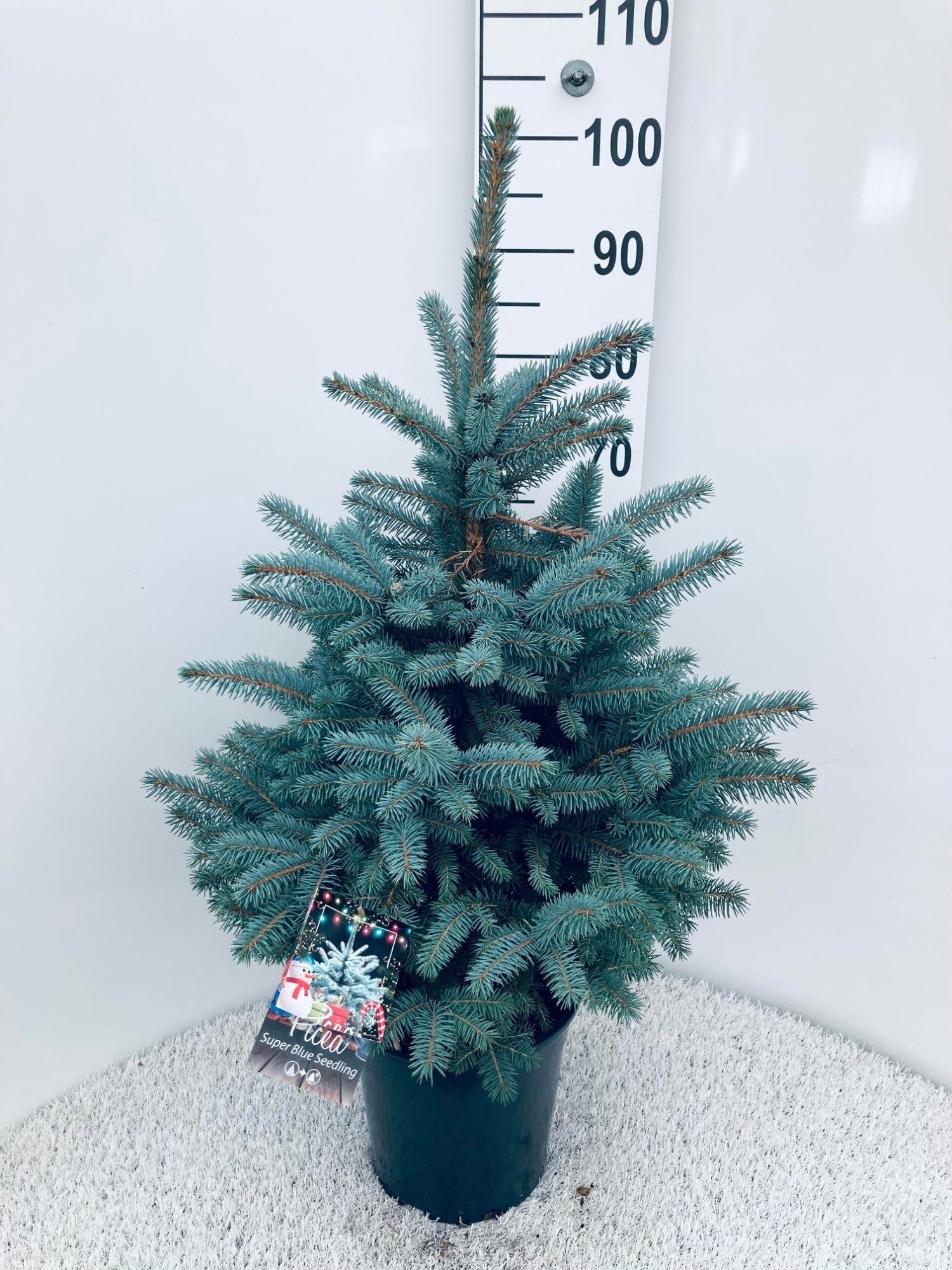 Large 100120cm BLUE SPRUCE Luxury Fresh Christmas Tree (Picea