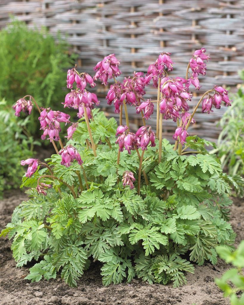 Dicentra formosa Luxuriant Dwarf Bleeding Heart