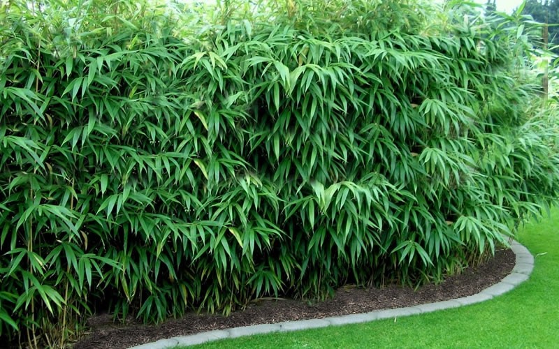 Pseudosasa Japonica Arrow Bamboo